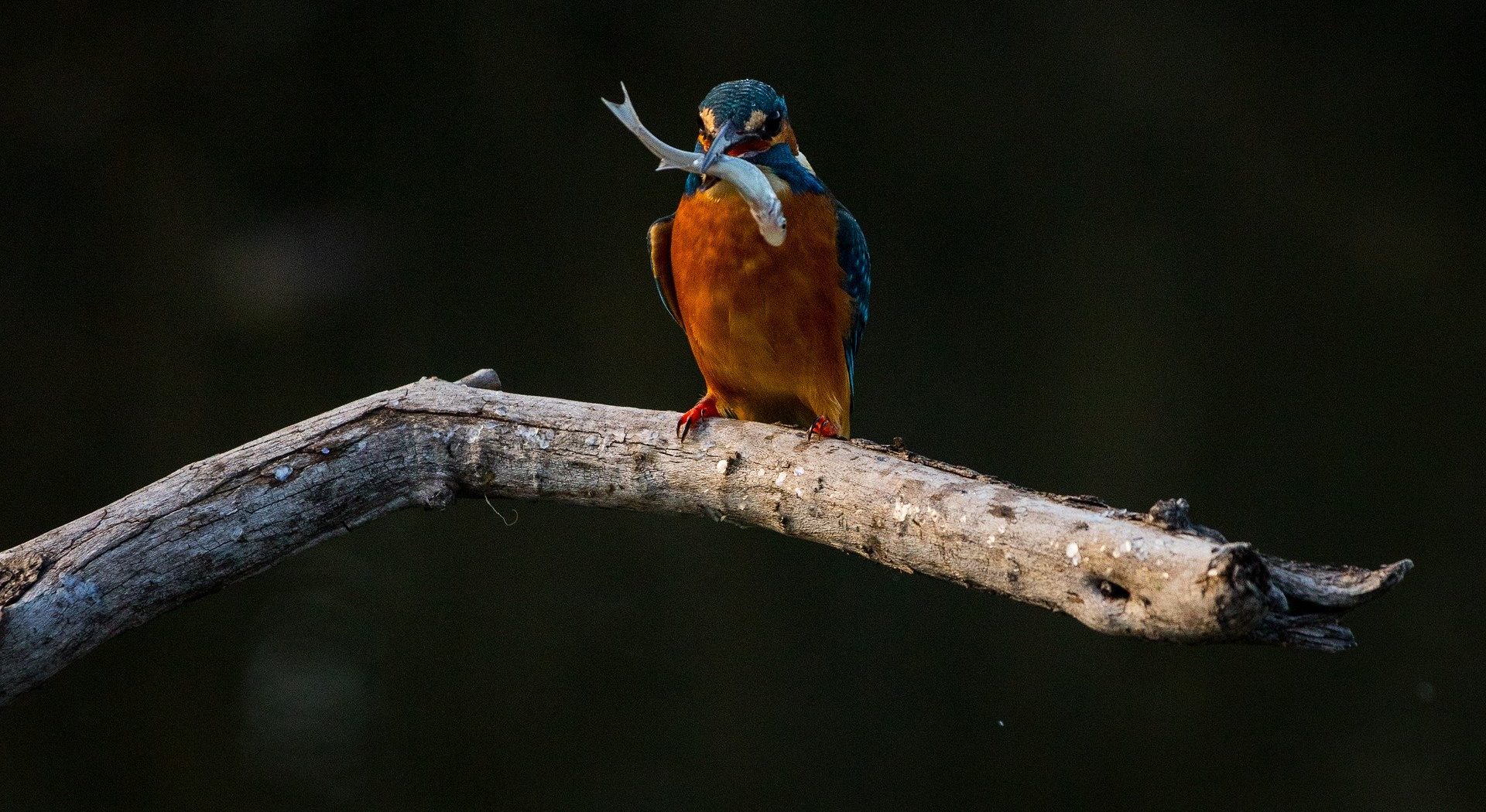 Eisvogel mit Beute Naturpädagogik