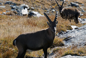 Alpenüberquerung 2 Steinböcke